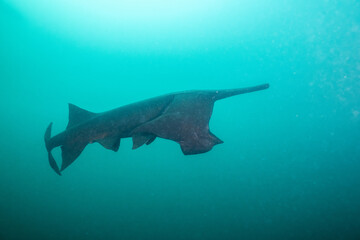 American paddlefish feeding on plankton in lake
