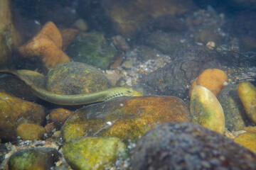 Mountain brook lamprey attached to rocks in a river