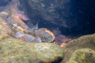 Torrent sucker on a rocky riverbed
