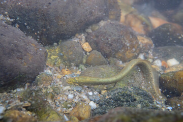 Mountain brook lamprey attached to rocks in a river