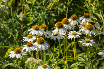 Flower field, spring or summer garden in full color. closeup  white echinacea. 