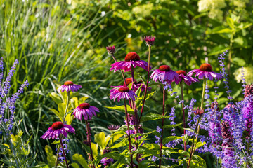 Flower field, spring or summer garden in full color. closeup  pink echinacea. 