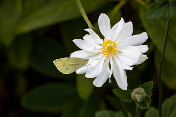 A  butterfly pollinating the anemone white flower in a summer garden.	