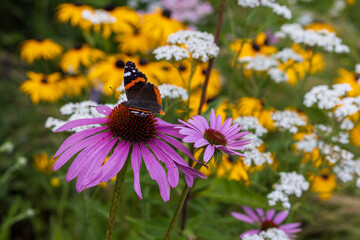 A  butterfly pollinating the echinacea pink flower in a summer garden.	
