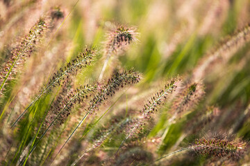 Ornamental grass fountaingrasses in the summer garden.	