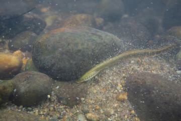 Mountain brook lamprey attached to rocks in a river