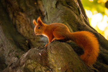 Squirrel in park. Autumn in the park. Red squirrel on a tree