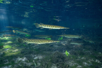 School of Florida gar in natural spring