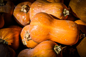 Kürbis, Honeynut, Butternut, Cucurbita Moschata, Speisekürbis, Butternusskürbis, Honiggeschmack,...