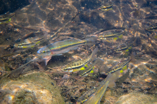 School of mountain redbelly dace and rosyside dace in river