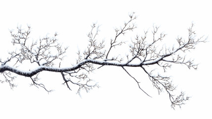 Obraz premium Branches of tree covered in hoarfrost on white background -