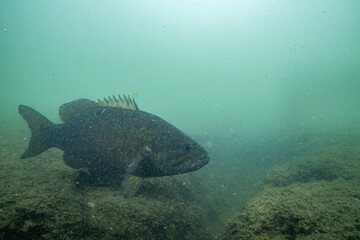 Smallmouth bass swimming at bottom of lake