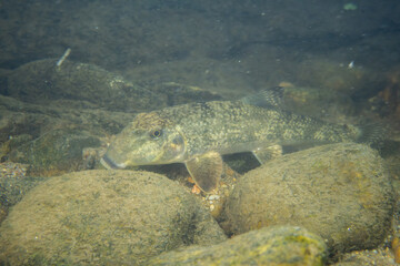 Northern hogsucker on a riverbed