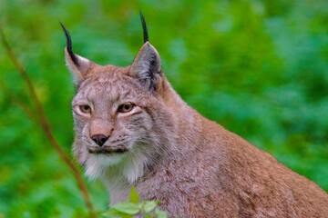Luchs