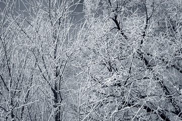 Trees and branches are completely covered with snow and frost. Winter landscape in the middle of the forest.