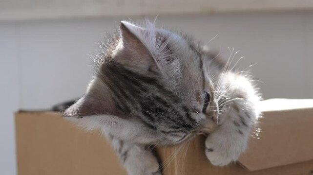 Young playful cat is gnawing on a cardboard box. The concept of changing teeth in animals