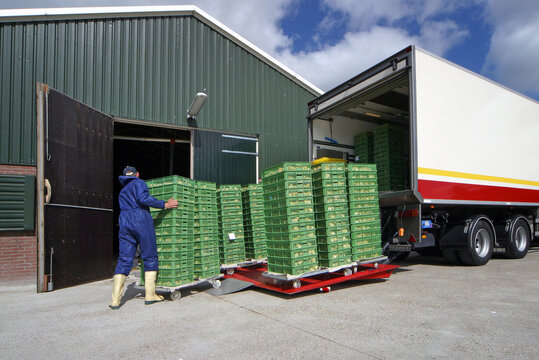 Chicks in stable. Transport from chicks from the hatchery to the farm. Poultry breeding. Crates. Tailgate.