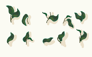 Set of litte braches with leaves differnet shape realistic details illustration isolated on white background