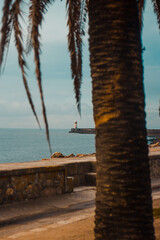 Dramatic palm tree silhouette over Porto coastline with stone wall and lighthouse view