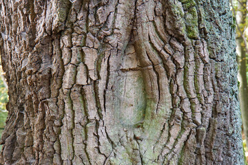 tree bark texture, oak trunk