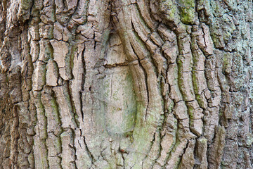 rough tree bark, close-up, oak trunk