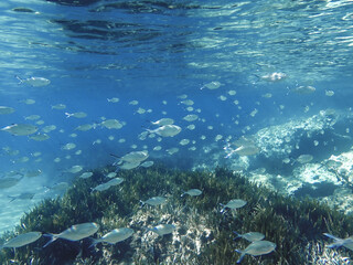 Trachinotus ovatus fish school underwater in the Mediterranean Sea, Underwater photo of Silverfish - Trachinotus ovatus, Pompano fish or trachinotus ovatus swimming in group, Types of fish in Algeria.