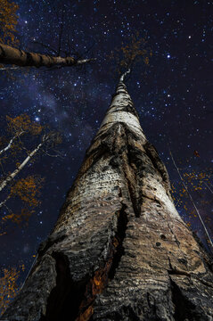 wide angle of tall aspen tree pointing toward the milky way sky in the autumn, seen in Steamboat springs Colorado