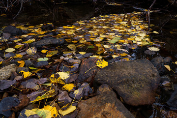 Path of Yellow aspen leaves in a creek, fall in Steamboat Colorado