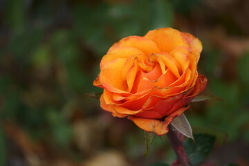 orange rose