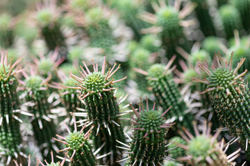 Close up of euphorbia mammillaris cacti