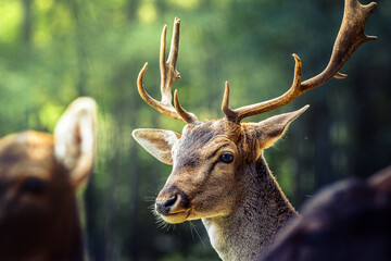 hirsch mit schönen hörnern steht vor grünem wald mit lichtstrahlen im hintergrund