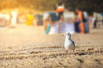 möwe steht im sand am strand bei schönen sonnenschein und badegäste im hintergrund