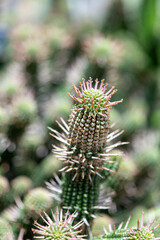 Close up of euphorbia mammillaris cacti