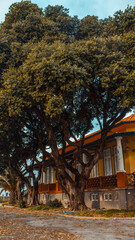 Historic yellow Portuguese villa with ornate balcony framed by ancient trees in Porto