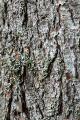tree bark, tree bark background