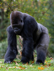 gorilla