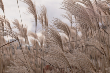  Elegant white pampas grass, Cortaderia selloana with tall, feathery plumes blowing gently in the...