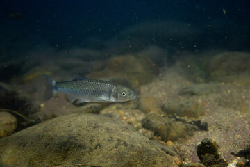 Greenfin shiner in a river