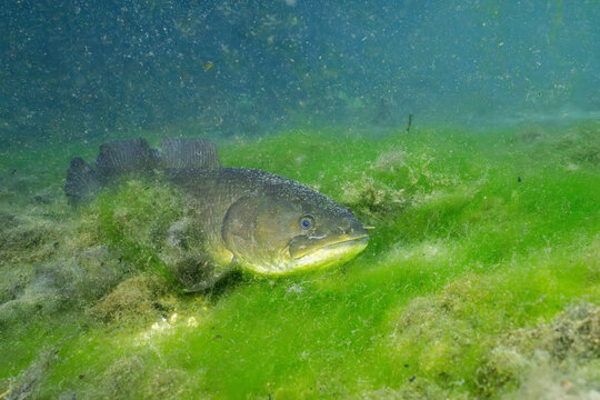 Bowfin at the bottom of mossy spring