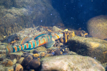 Candy darter on rocky riverbed