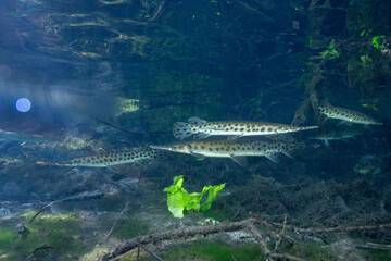 School of Florida gar in natural spring