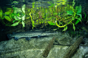 Longnose gar in Florida Spring