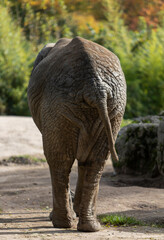 elefant