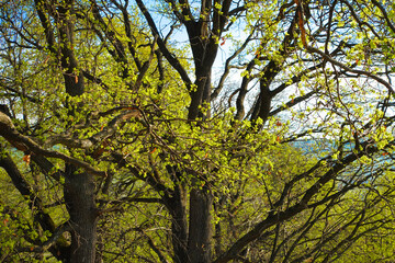 Green Tree in a Hill a Sunny Morning of Spring in Romania