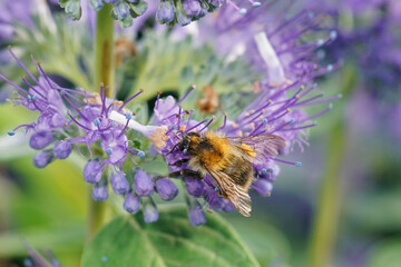 Closeup on a wed Brown banded bumblebee, Bombus pascuorum on a blue Caryopteris flower
