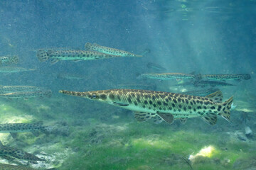 Large school of Florida gar in natural spring