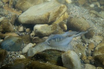 Plain pocketbook mussel displaying in river