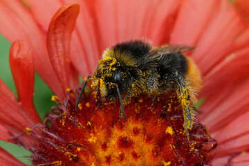 Closeup on a red-tailed bumblebee, Bombus lapidarius with yellow pollen on a bright red Gallardia...