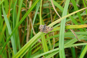 Closeup on a fresh emerged mallow skipper, Carcharodus alceae, sitting with openwings