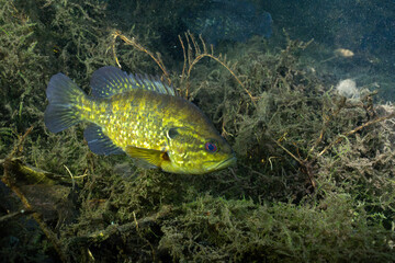 Warmouth sunfish in a spring with several aquatic plants